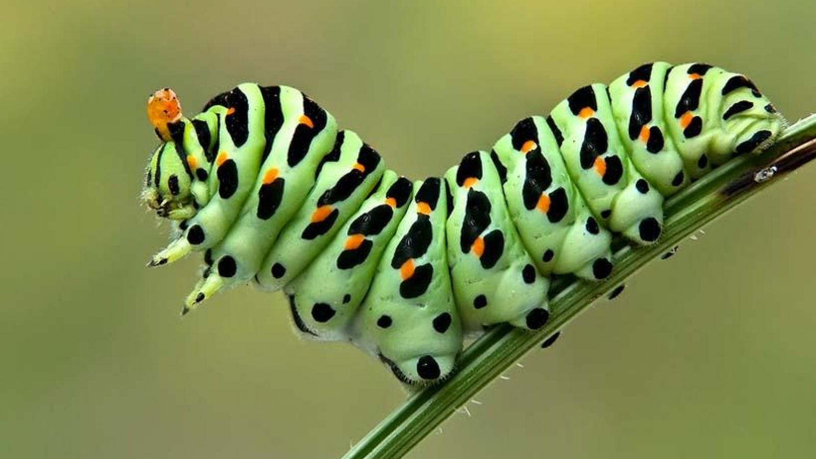 Caterpillar #1
