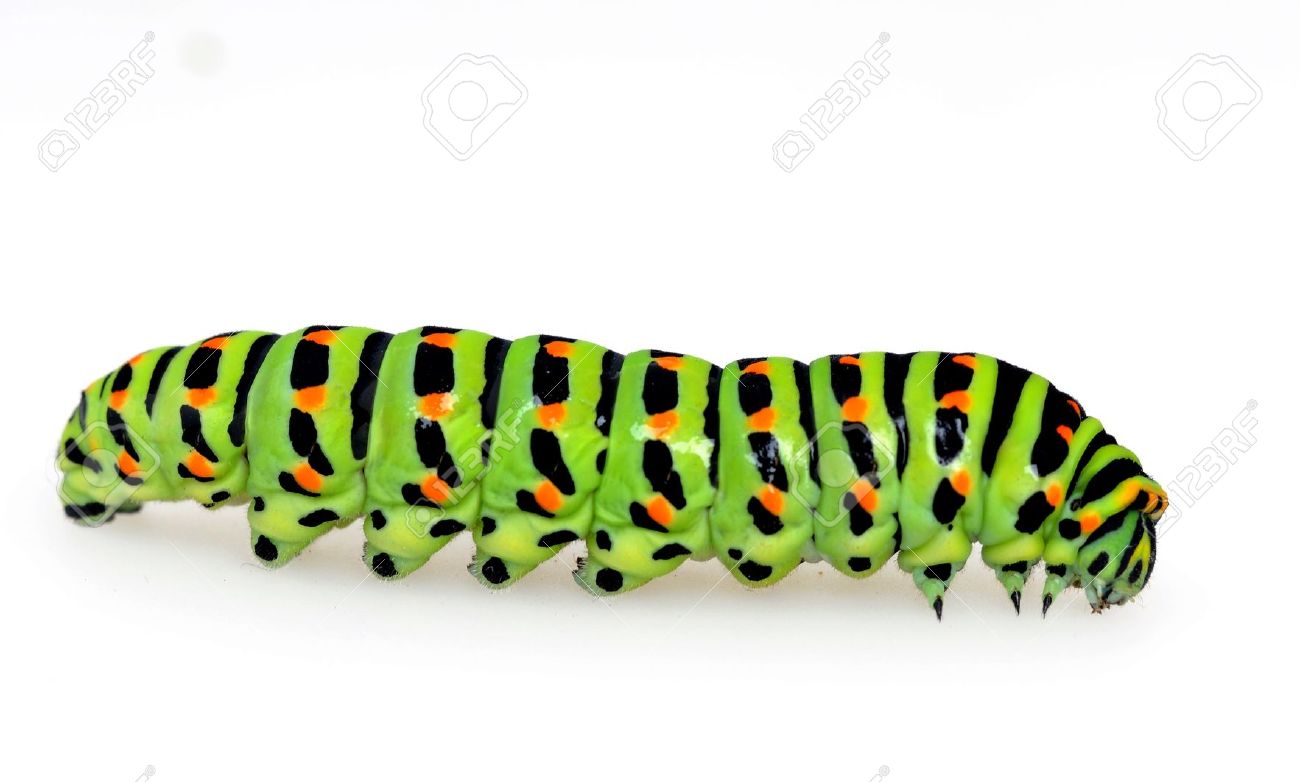 Caterpillar HD wallpapers, Desktop wallpaper - most viewed
