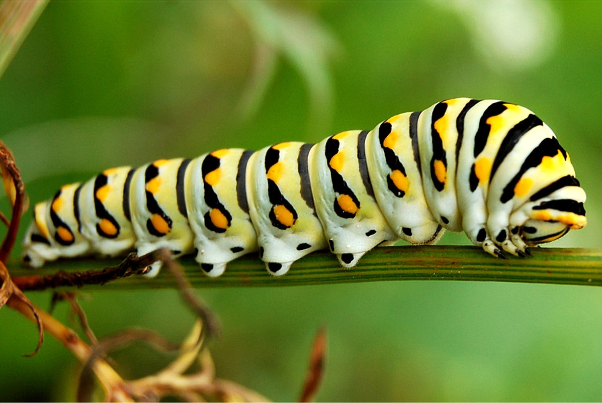 Caterpillar #6