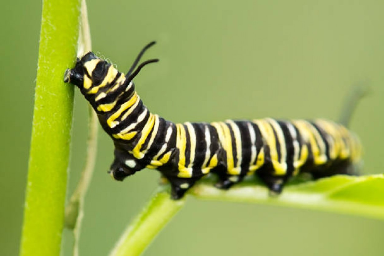 Caterpillar #8