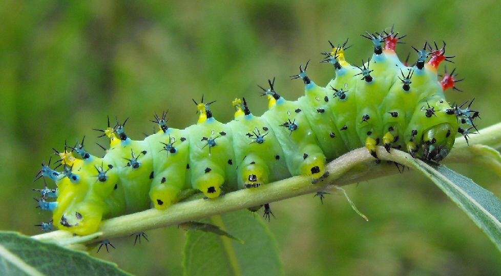 Caterpillar #23