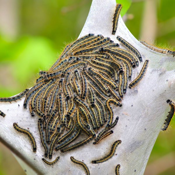 Nice Images Collection: Caterpillar Desktop Wallpapers