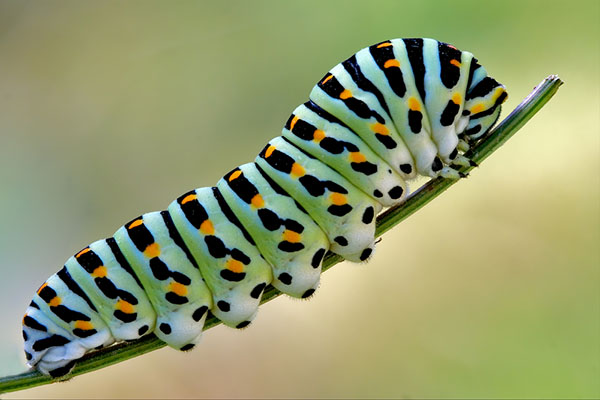 Caterpillar #21