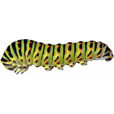 Caterpillar #15