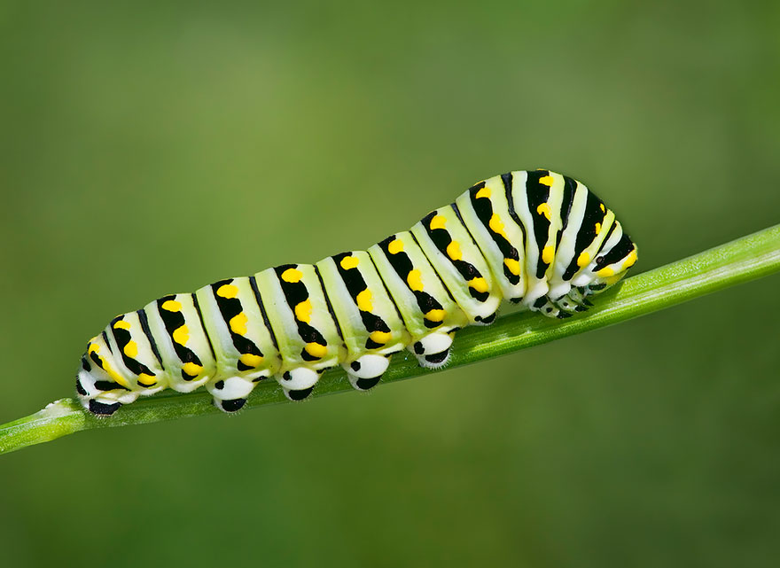 Caterpillar #13