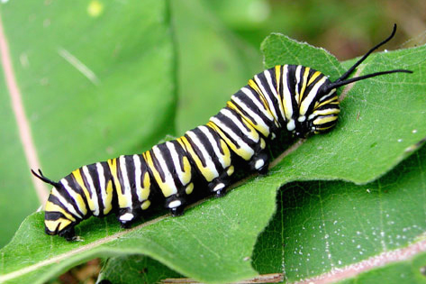 Caterpillar High Quality Background on Wallpapers Vista