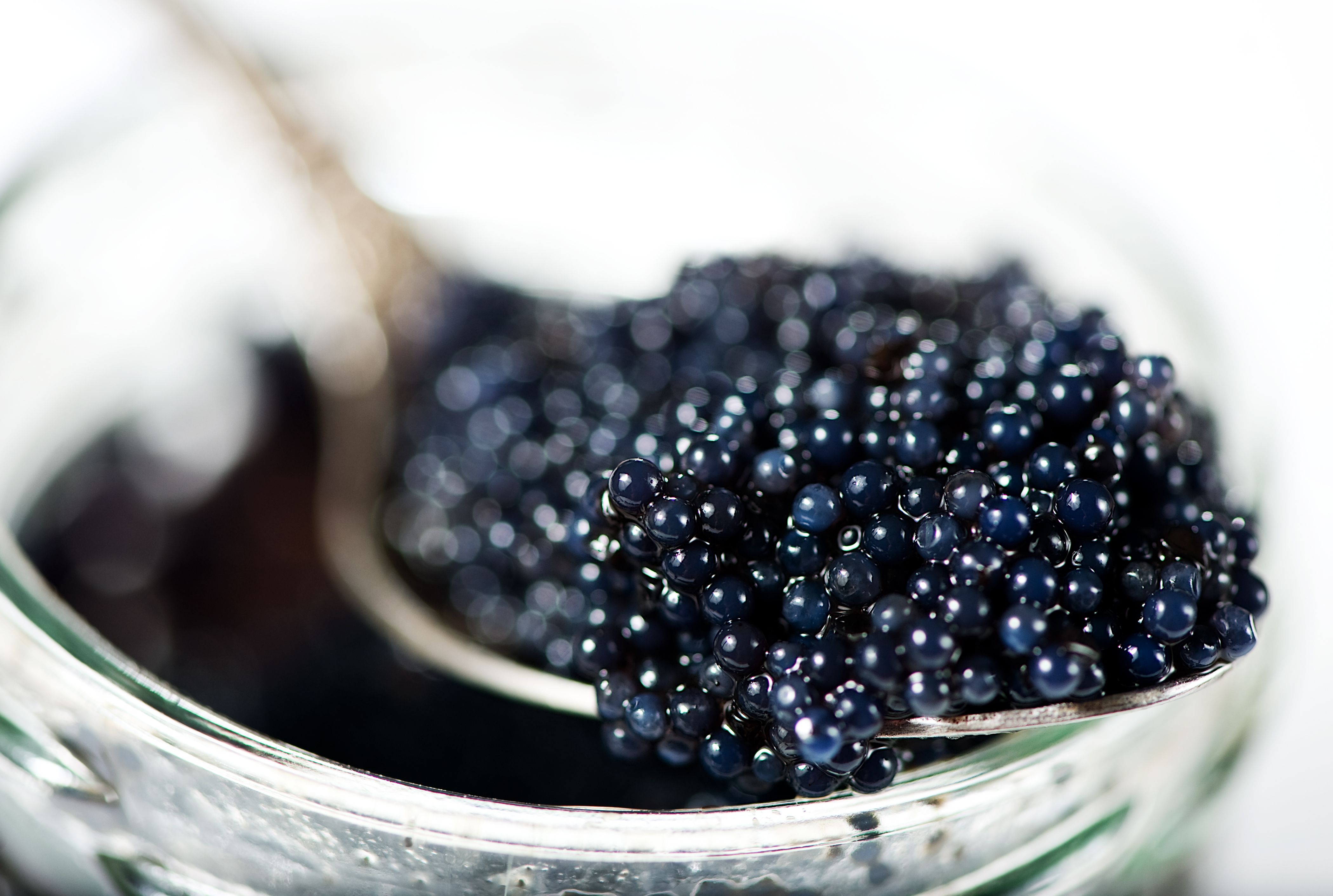 Caviar Backgrounds on Wallpapers Vista