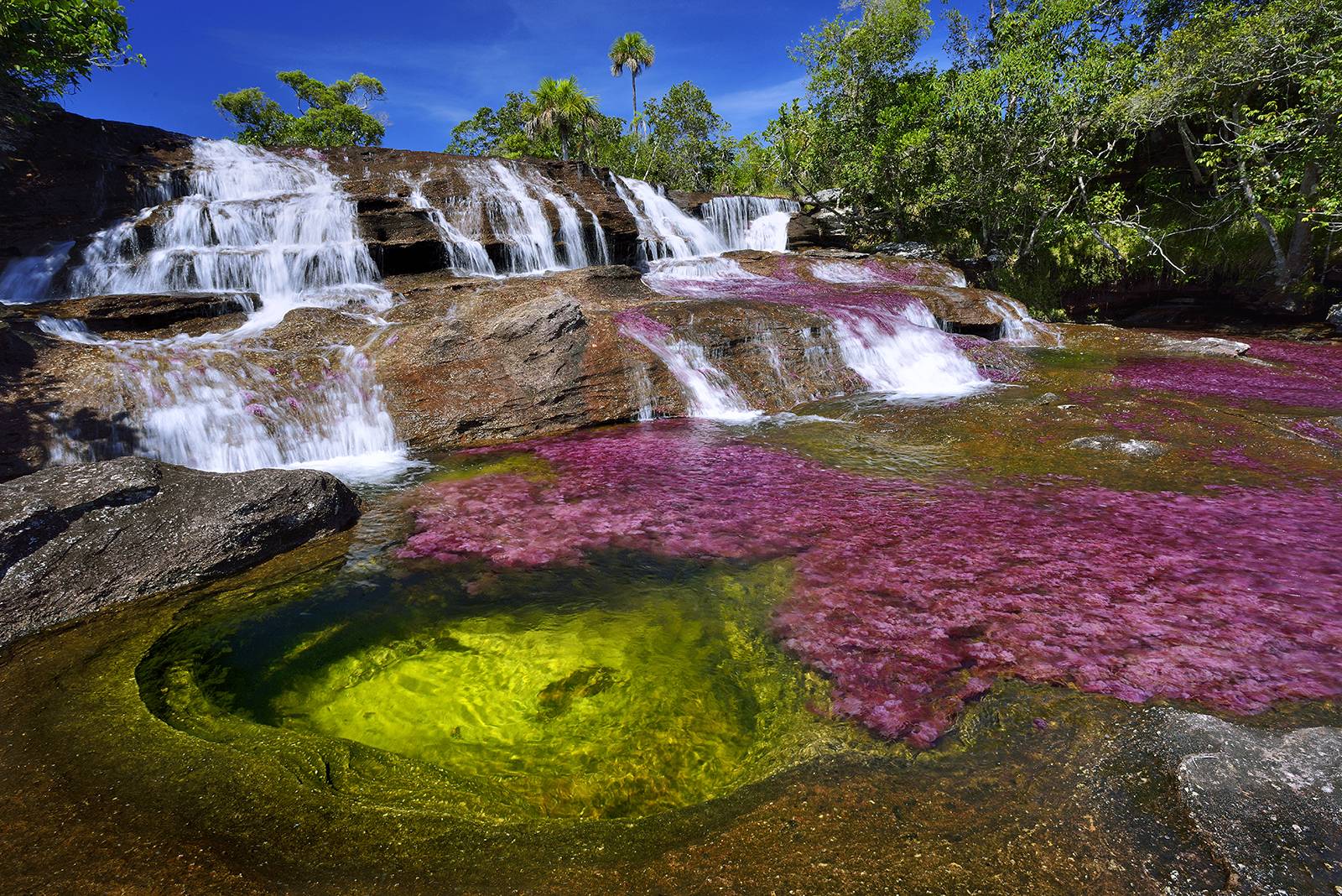 Nice Images Collection: Caño Cristales Desktop Wallpapers