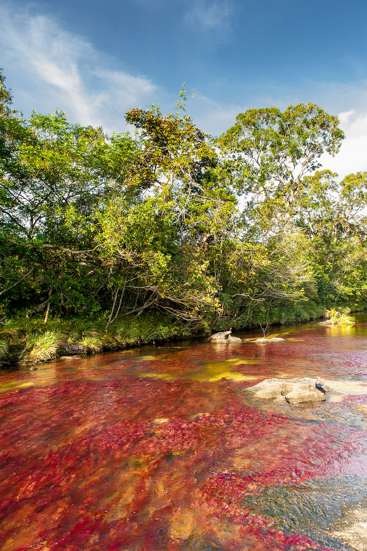 Nice wallpapers Caño Cristales 1200x1803px