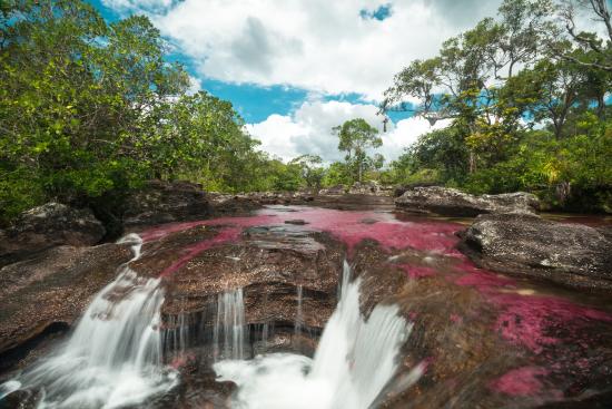 Caño Cristales Backgrounds on Wallpapers Vista