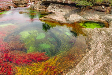 Caño Cristales Pics, Earth Collection