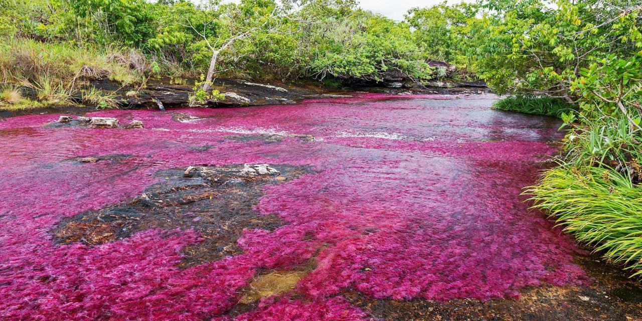 Images of Caño Cristales | 1280x640