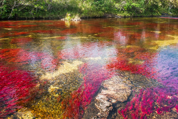 Caño Cristales High Quality Background on Wallpapers Vista