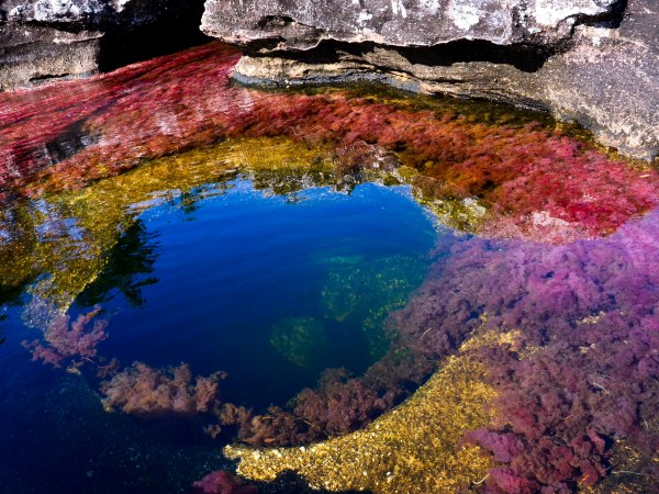 Nice wallpapers Caño Cristales 600x450px