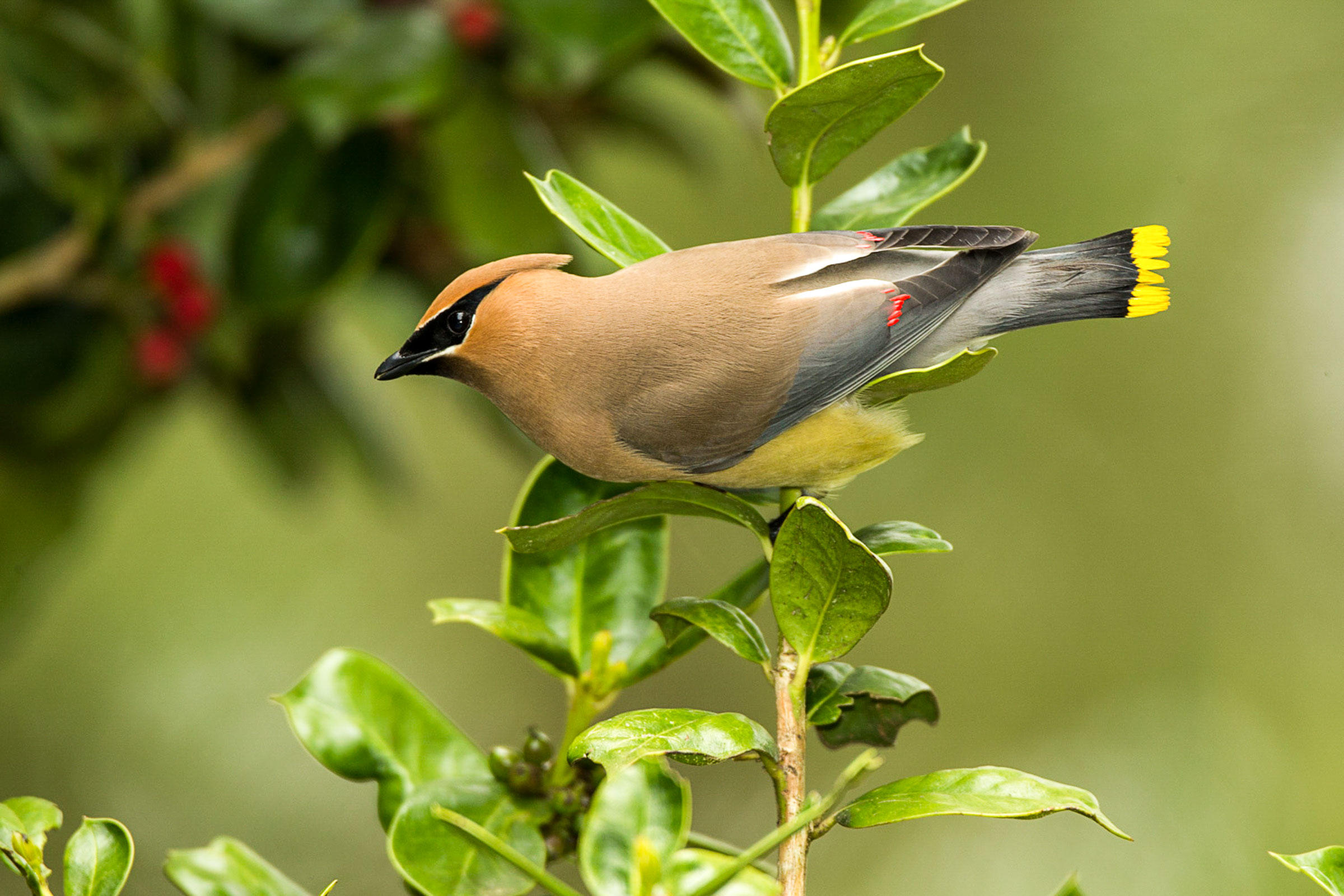 HD Quality Wallpaper | Collection: Animal, 2400x1601 Cedar Waxwing