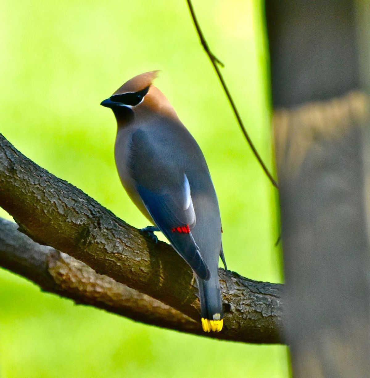 HD Quality Wallpaper | Collection: Animal, 1200x1227 Cedar Waxwing