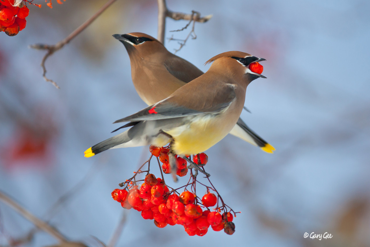 Amazing Cedar Waxwing Pictures & Backgrounds
