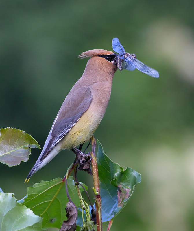 Cedar Waxwing High Quality Background on Wallpapers Vista