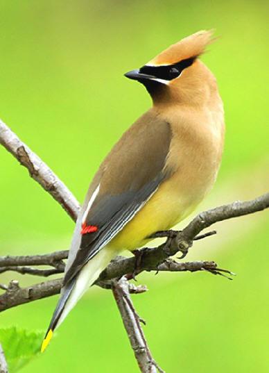 Cedar Waxwing High Quality Background on Wallpapers Vista