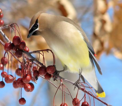 HD Quality Wallpaper | Collection: Animal, 425x370 Cedar Waxwing