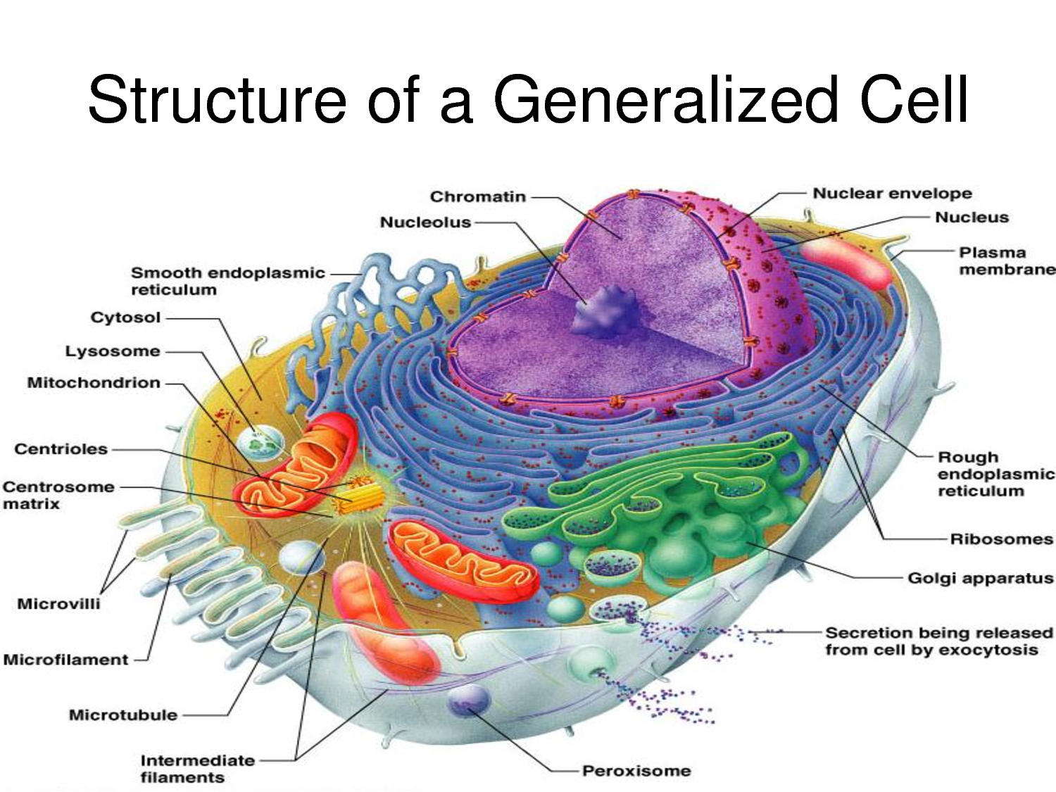 download cell structure for free