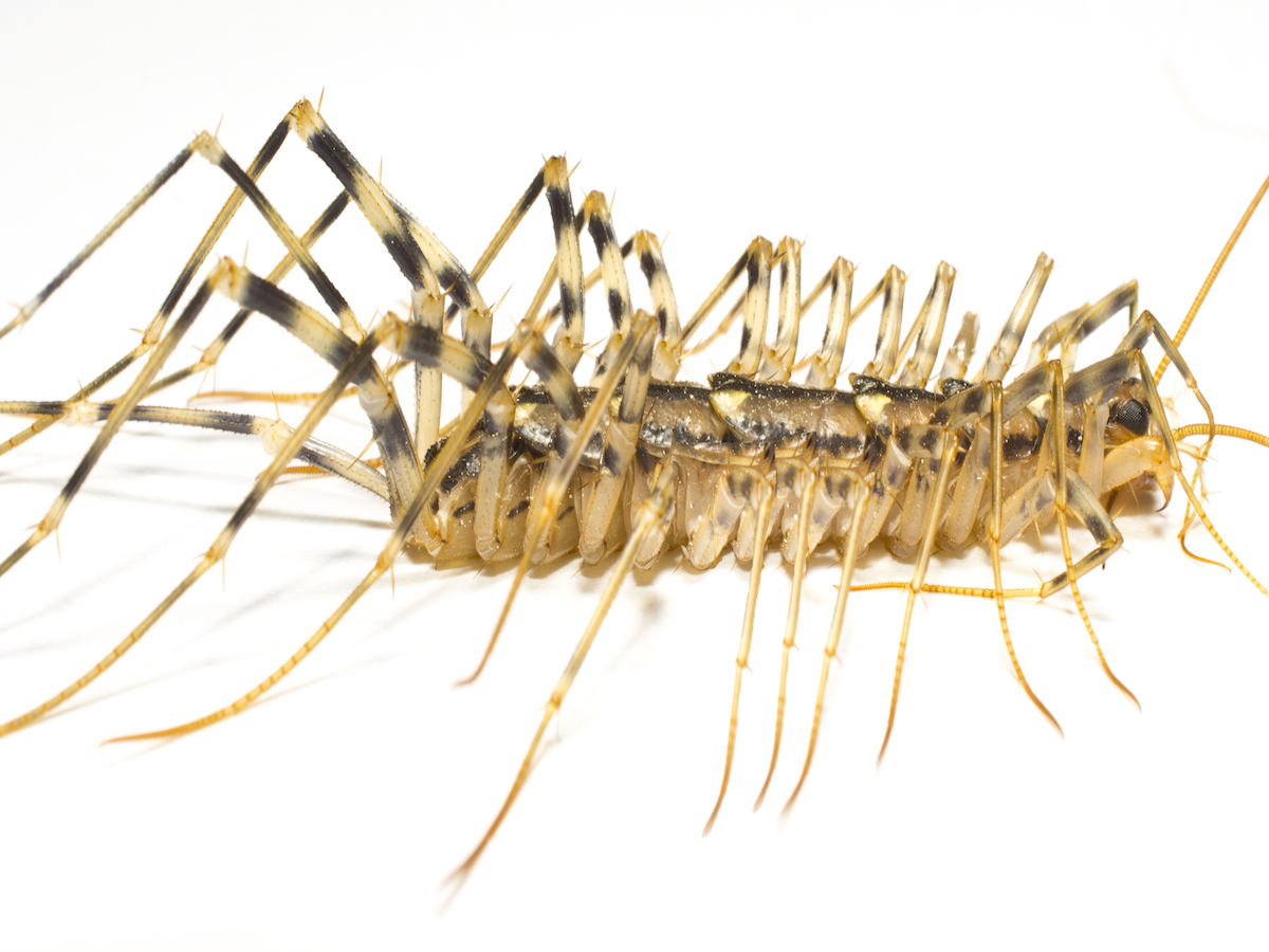 Nice Images Collection: Centipede Desktop Wallpapers