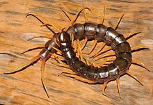 Centipede #21