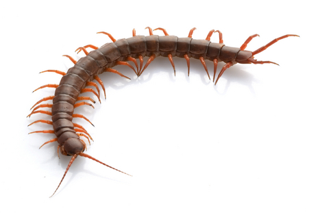 Centipede Pics, Animal Collection
