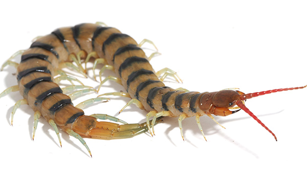 HD Quality Wallpaper | Collection: Animal, 600x333 Centipede