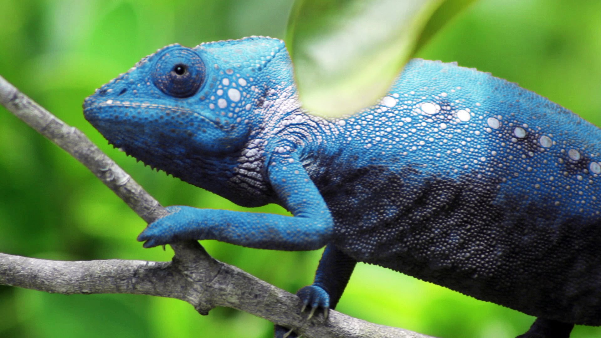 Amazing Chameleon Pictures & Backgrounds