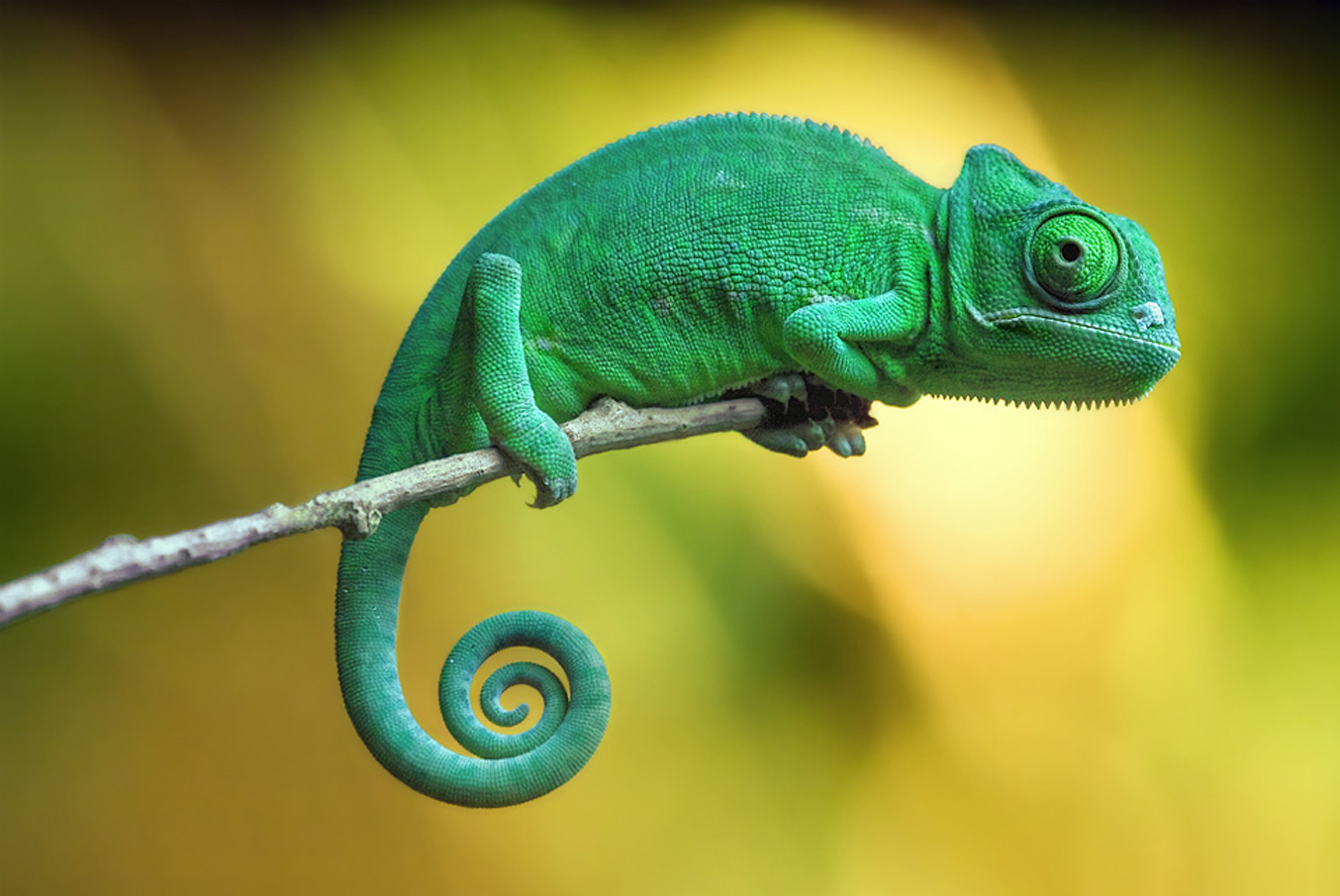 Chameleon HD wallpapers, Desktop wallpaper - most viewed