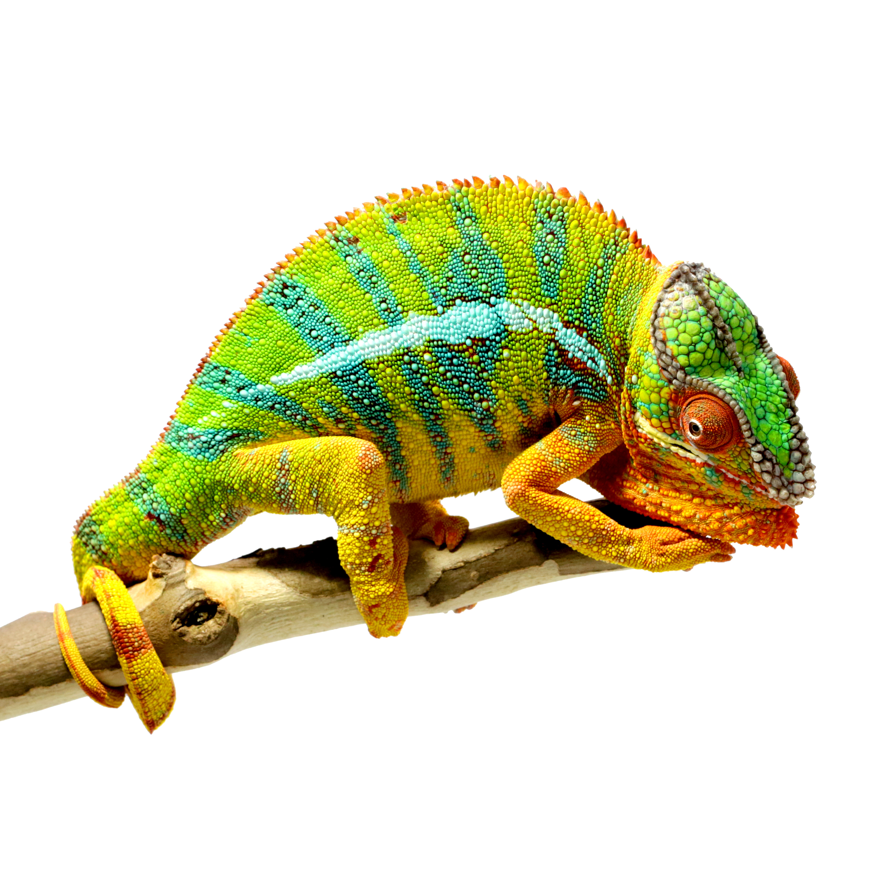 Nice Images Collection: Chameleon Desktop Wallpapers
