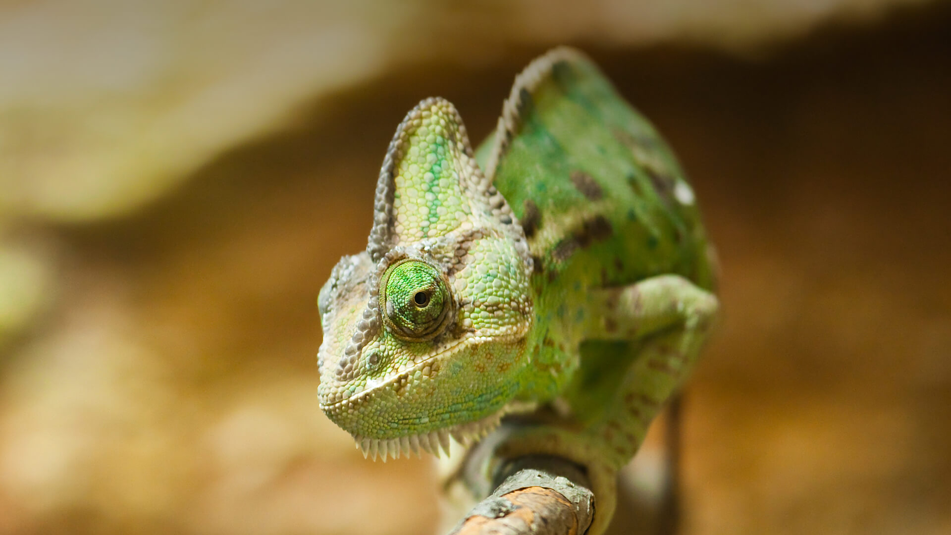 Amazing Chameleon Pictures & Backgrounds
