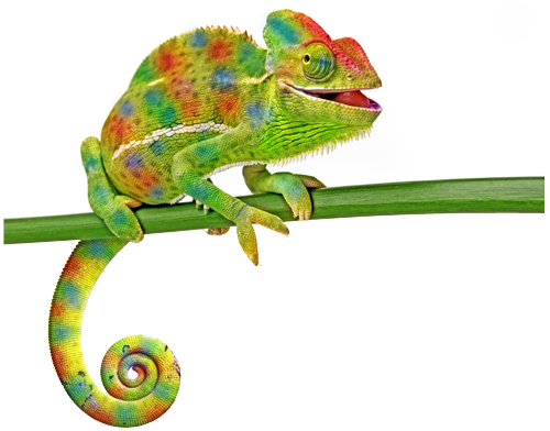 Nice wallpapers Chameleon 500x392px