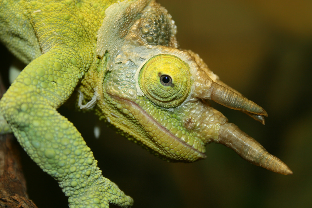 HD Quality Wallpaper | Collection: Animal, 1024x683 Chameleon