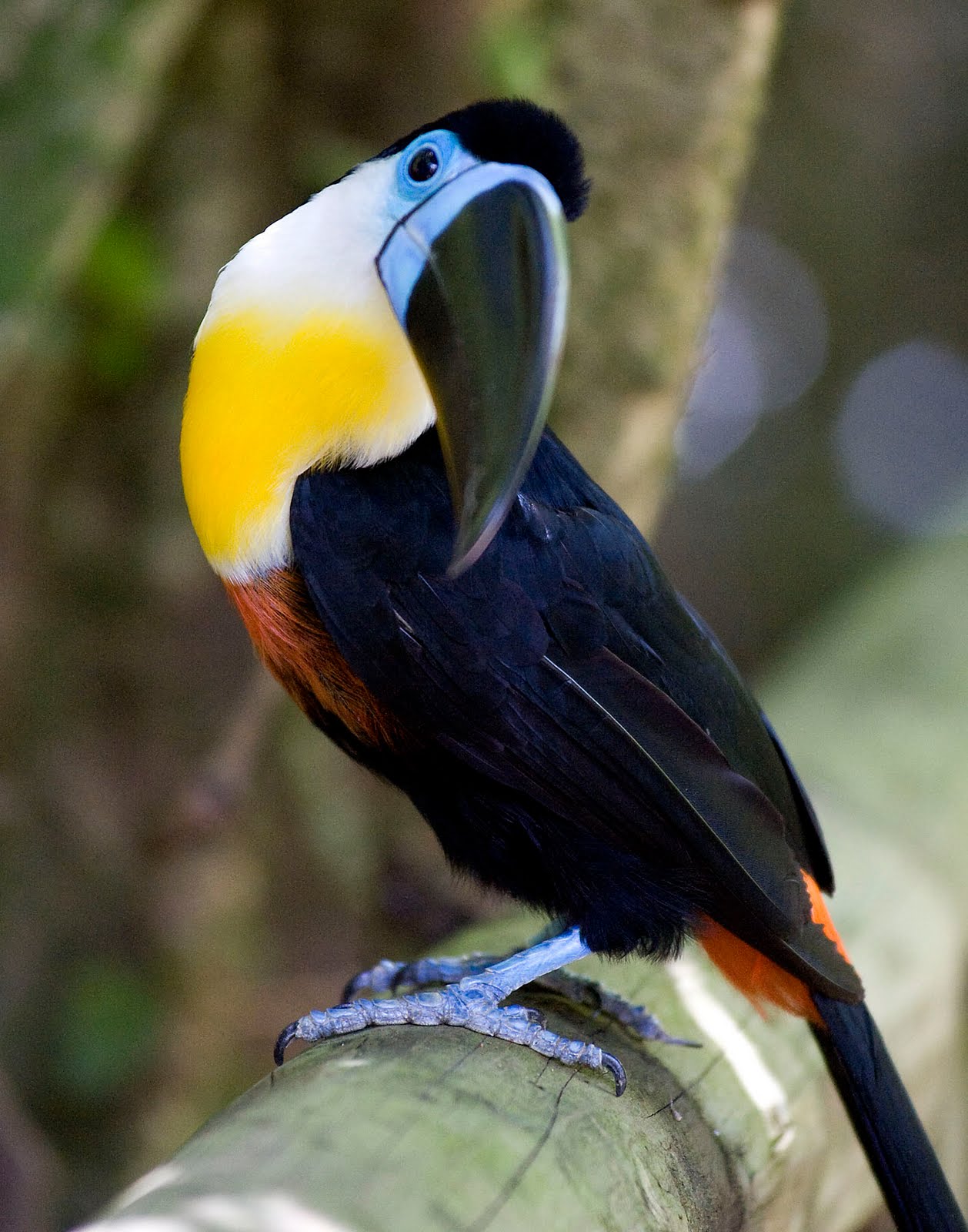 Nice Images Collection: Channel-billed Toucan Desktop Wallpapers