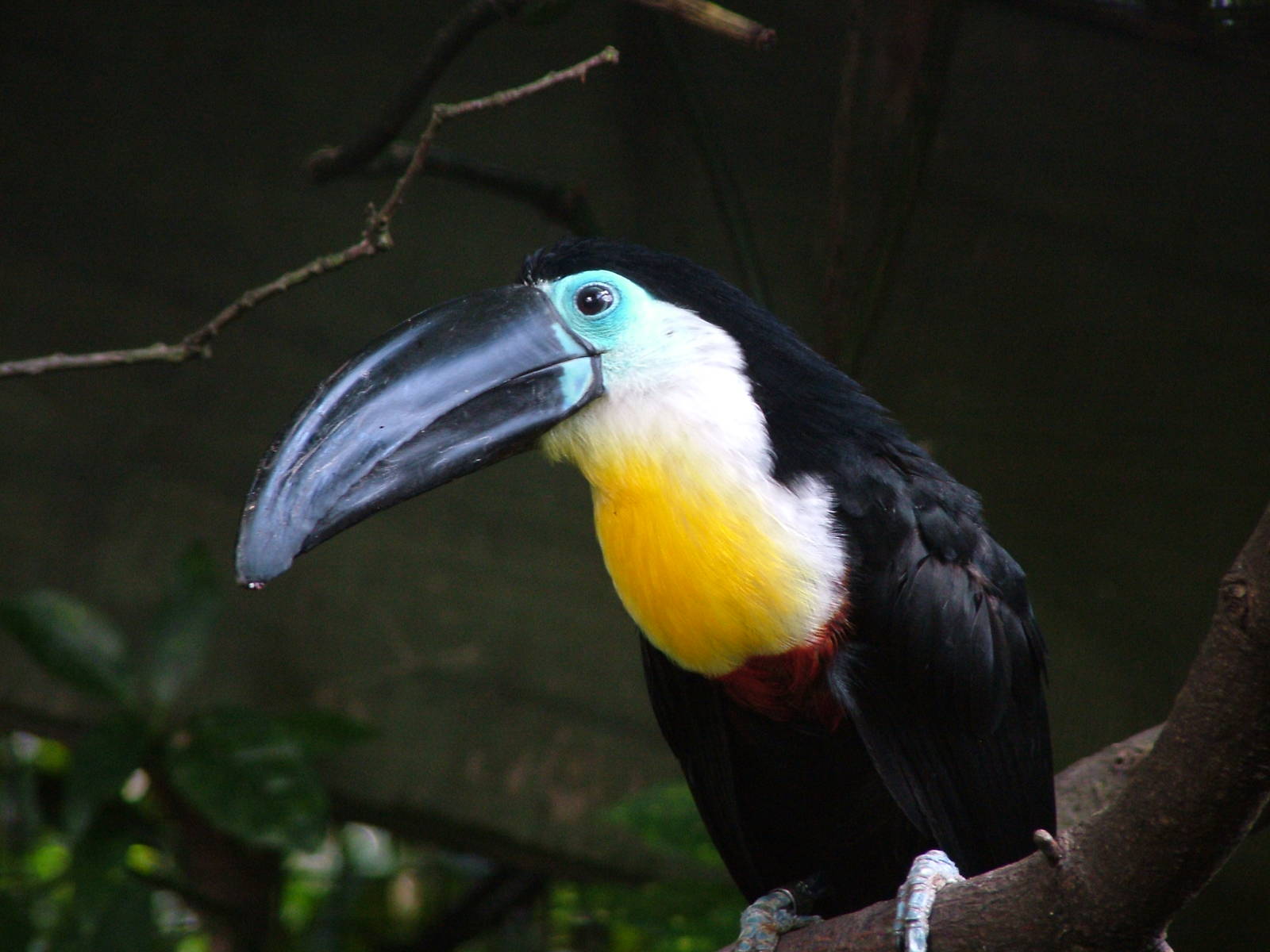 Nice Images Collection: Channel-billed Toucan Desktop Wallpapers