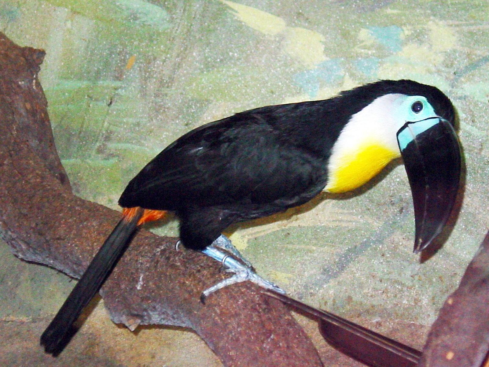 HD Quality Wallpaper | Collection: Animal, 1600x1200 Channel-billed Toucan