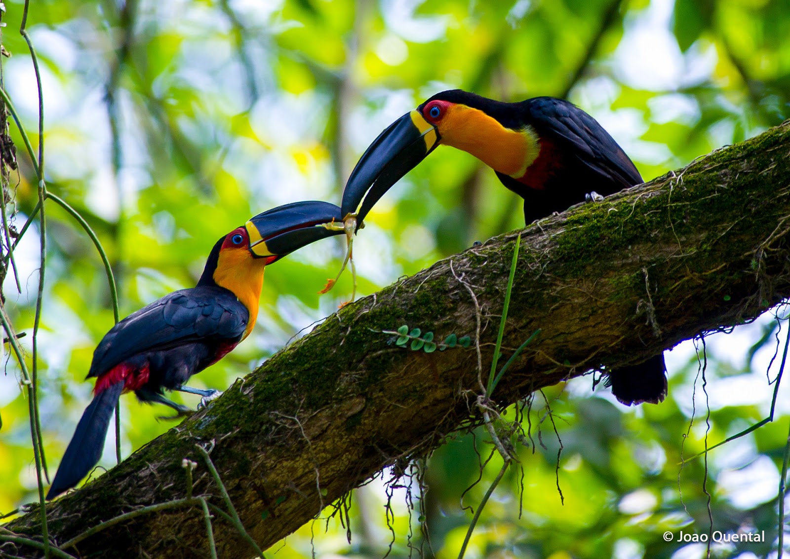 1600x1133 > Channel-billed Toucan Wallpapers