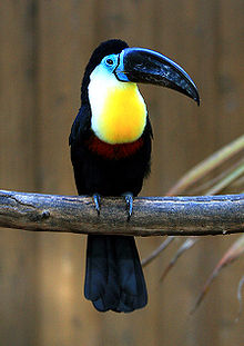 Nice wallpapers Channel-billed Toucan 220x311px
