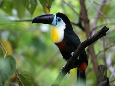 400x300 > Channel-billed Toucan Wallpapers