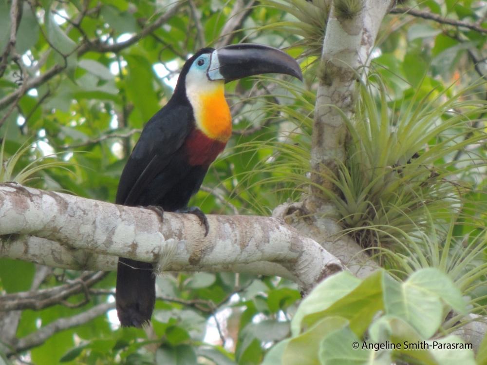 Channel-billed Toucan Pics, Animal Collection