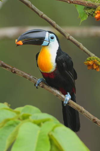 Channel-billed Toucan Backgrounds on Wallpapers Vista
