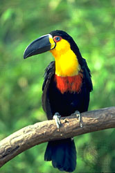 Nice wallpapers Channel-billed Toucan 166x250px