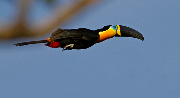 HD Quality Wallpaper | Collection: Animal, 590x320 Channel-billed Toucan