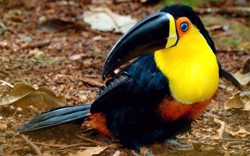 Amazing Channel-billed Toucan Pictures & Backgrounds