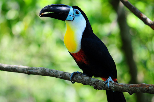 Channel-billed Toucan Backgrounds on Wallpapers Vista