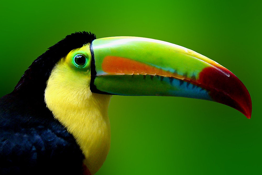 HD Quality Wallpaper | Collection: Animal, 1000x667 Channel-billed Toucan