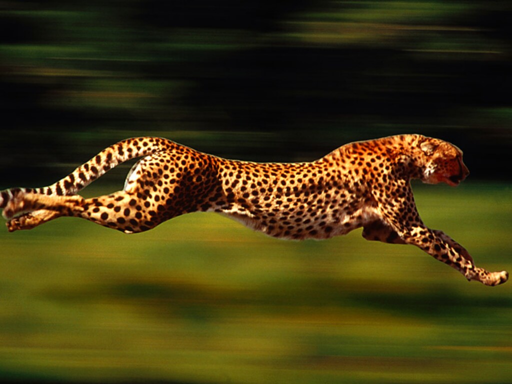 Amazing Cheetah Pictures & Backgrounds