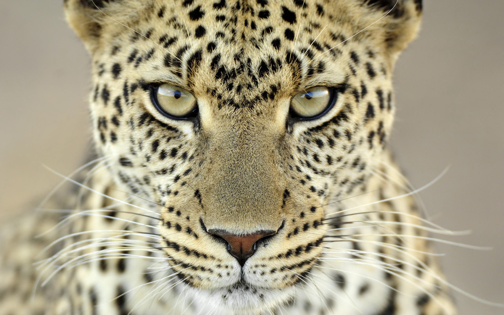 Images of Cheetah | 1920x1200